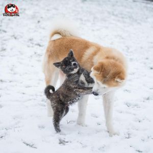 DSC 1052 kopia (Copy)